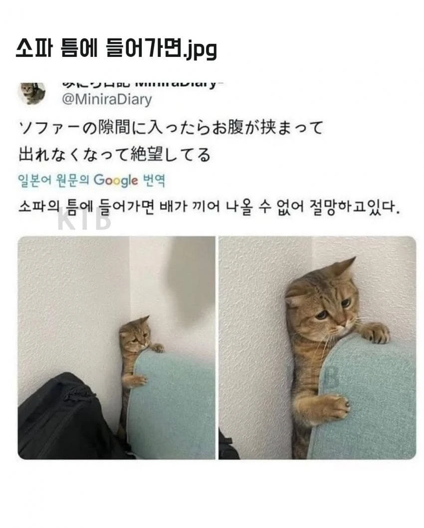 싱글벙글 고양이 모음_5.webp