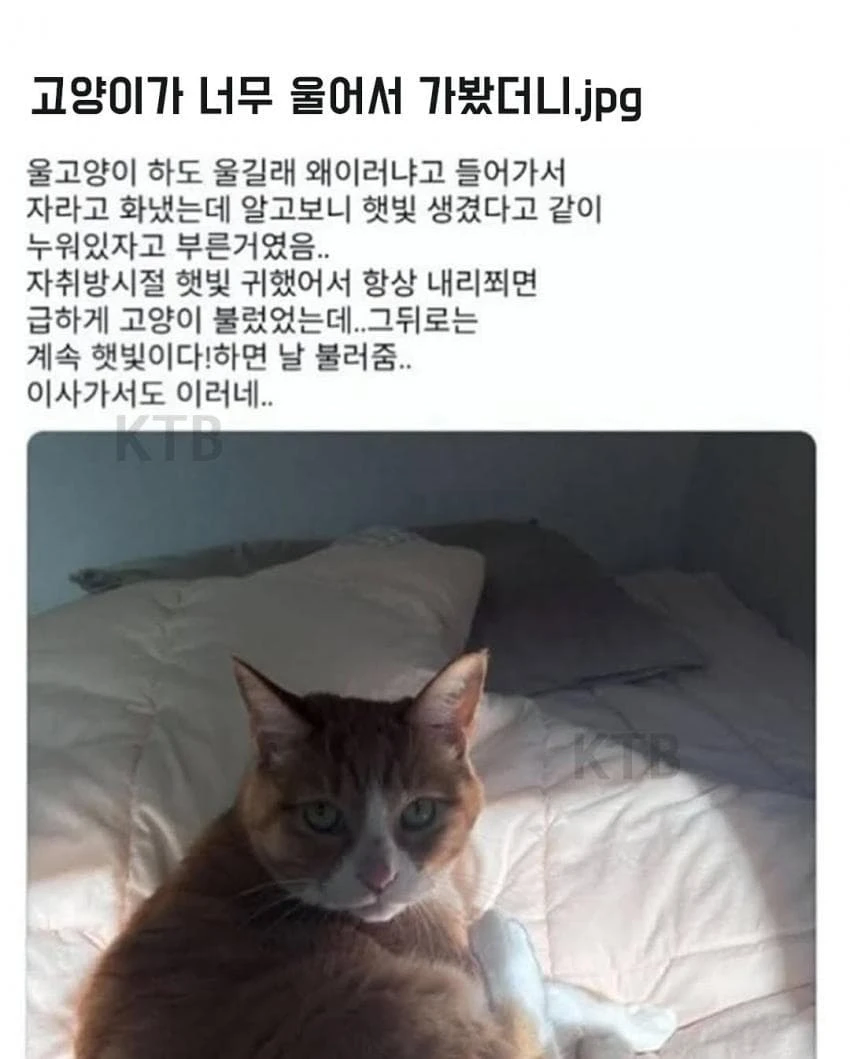 싱글벙글 고양이 모음_7.webp