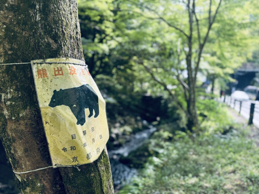 올해 여름휴가때도 곰은 못봄_2.jpg