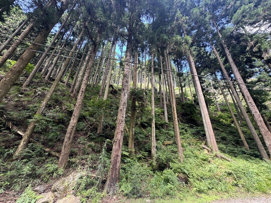 올해 여름휴가때도 곰은 못봄_5.jpg