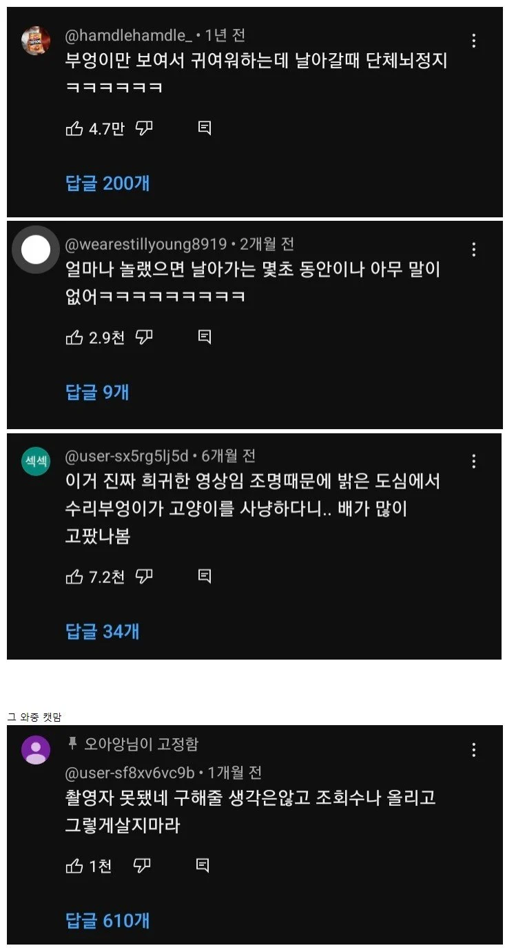 캣맘 담당일진_1.webp