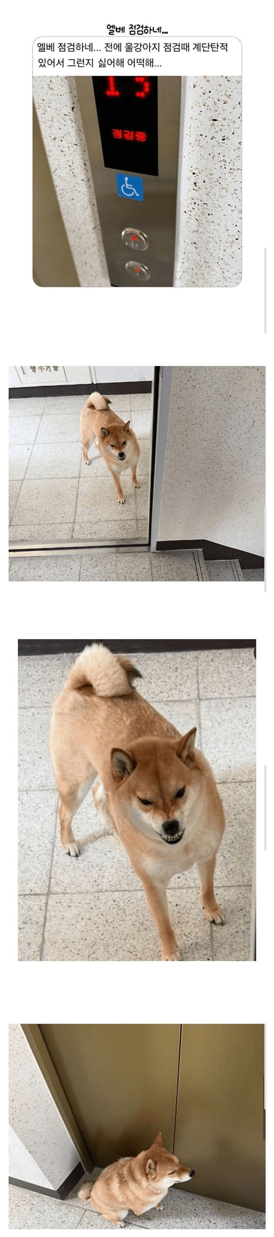 엘베 점검에 화난 강아지. jpg_1.png