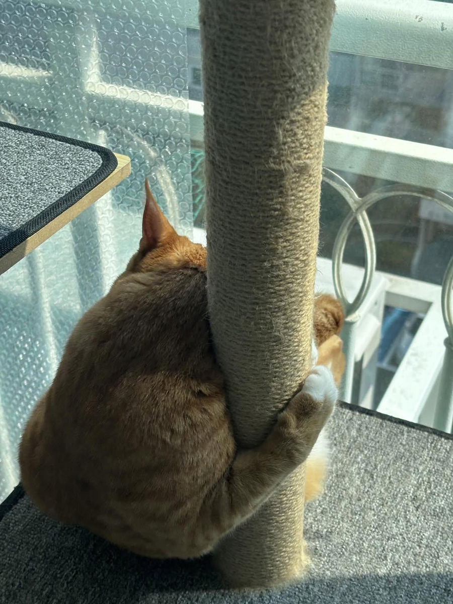 애착 캣타워를 잃었다가 다시 찾은 냥이_7.webp