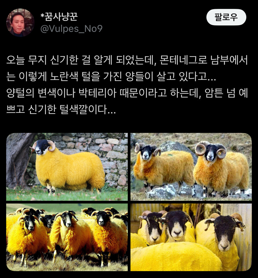 이런데도 유니콘은 없다는것_5.jpg