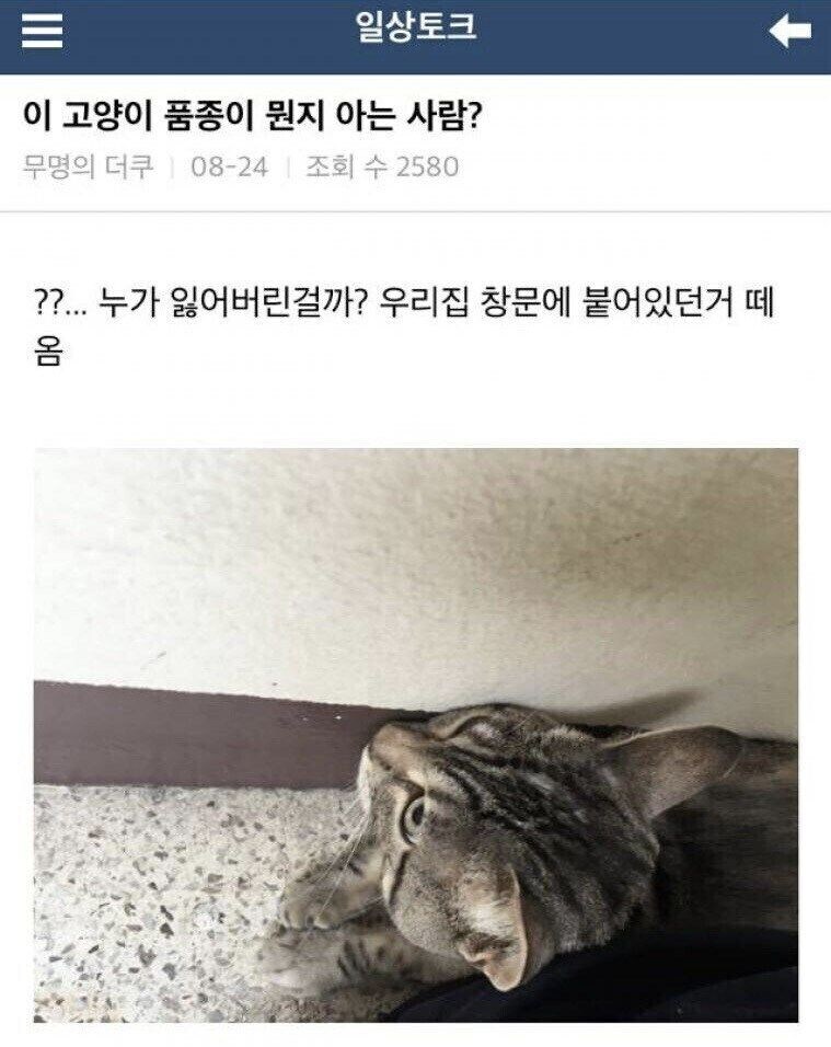 창문에 열리는 고양이를 수확한 사람 jpg._1.jpg
