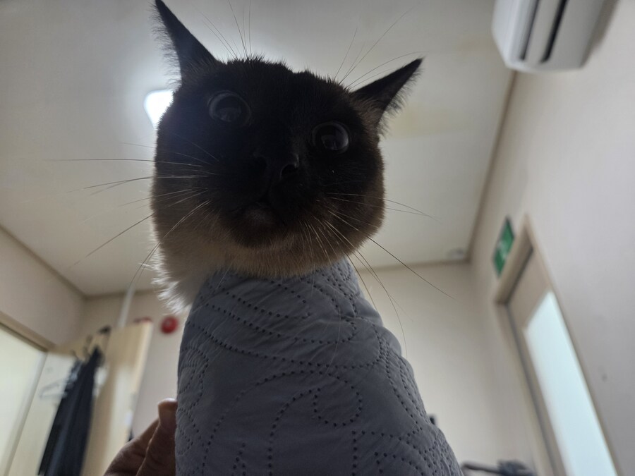 우리집 고양이 랙돌 테스트 성공했는데 그걸 증명할 방법이 없다..._1.jpg