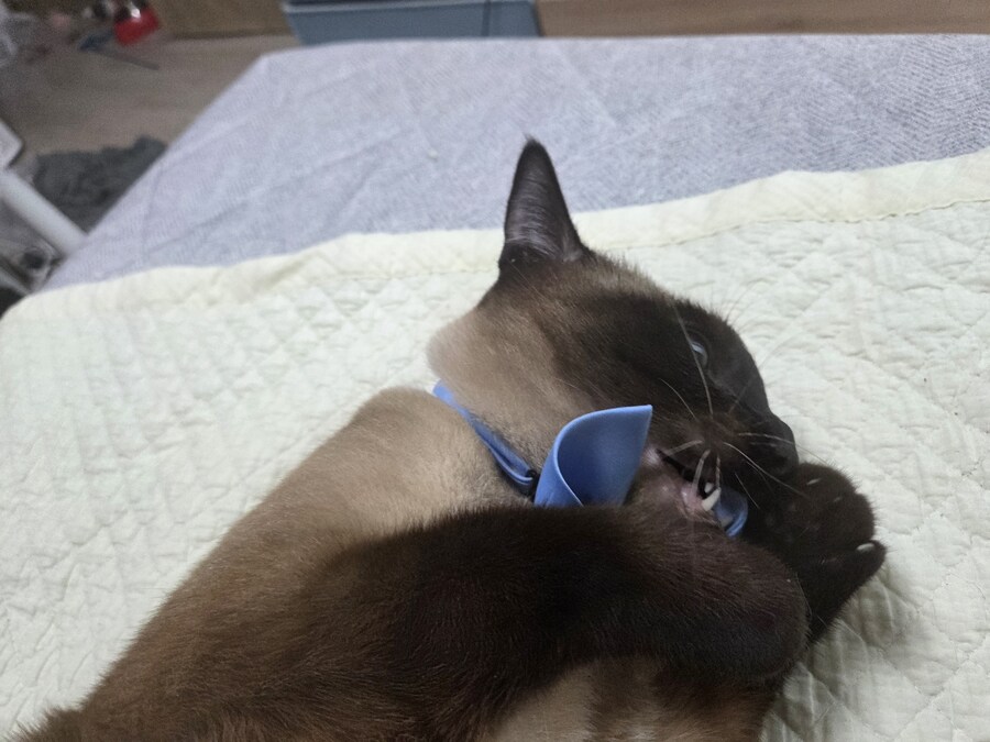 우리집 고양이 랙돌 테스트 성공했는데 그걸 증명할 방법이 없다..._3.jpg
