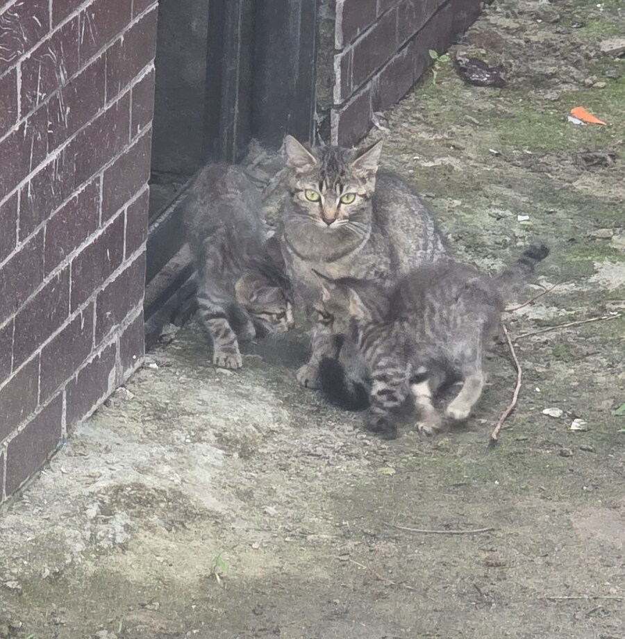 폐허에서 찍은 고양이 가족 사진들.jpg_4.jpg