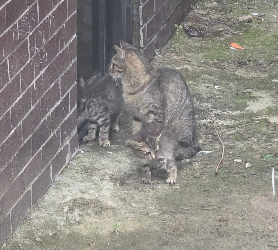 폐허에서 찍은 고양이 가족 사진들.jpg_5.jpg