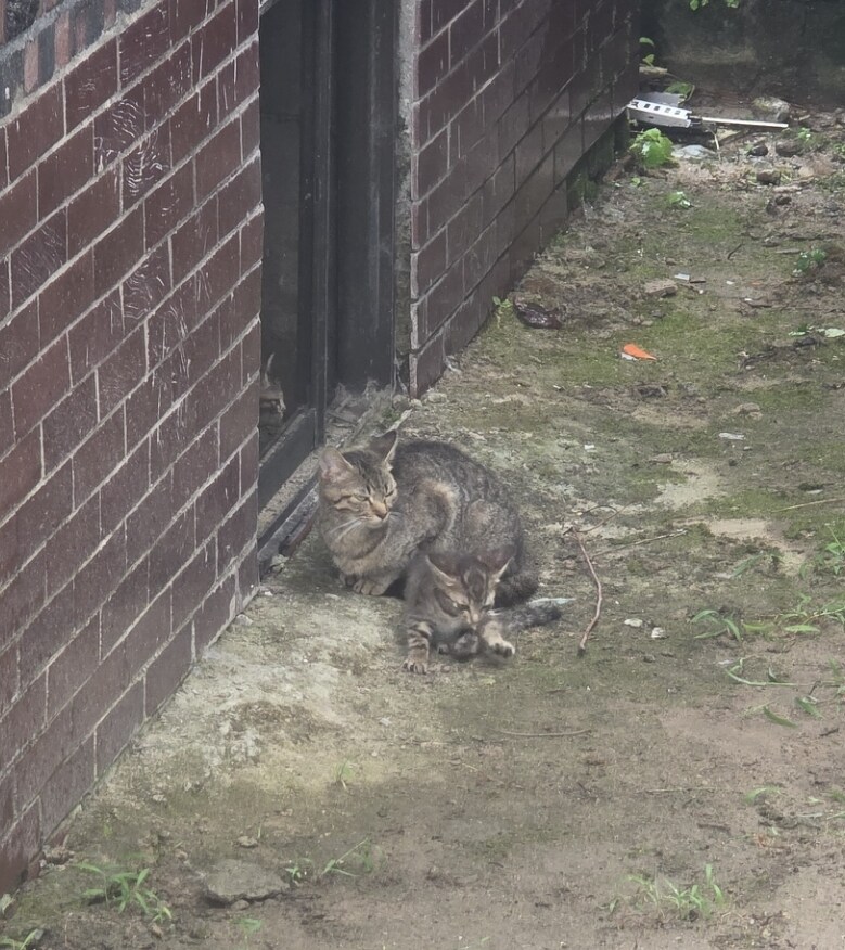 폐허에서 찍은 고양이 가족 사진들.jpg_6.jpg