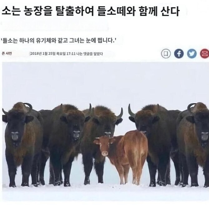 행복한 암소_1.jpg