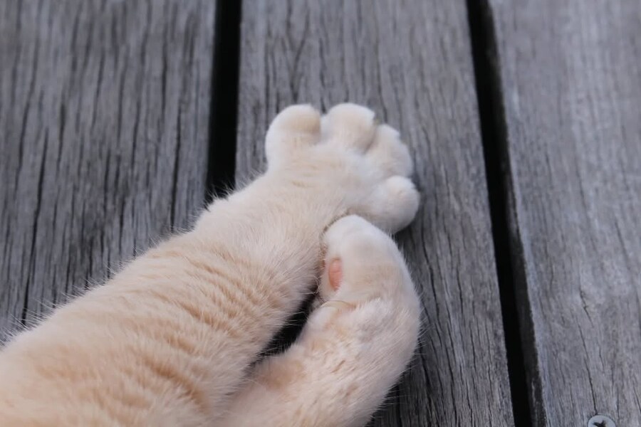 귀여운 고양이 앞발..._1.jpg