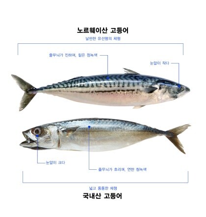 노르웨이 고등어_6.jpg