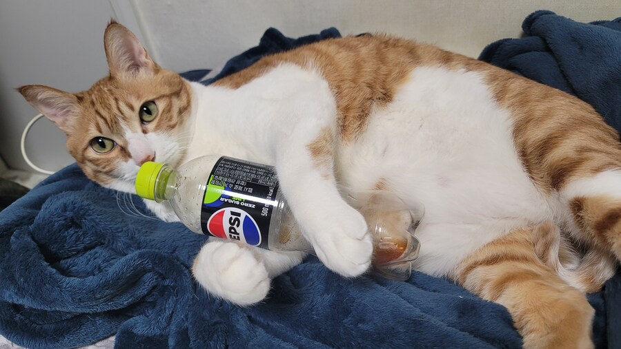 우리집 고냥이 구구콘 같아_4.jpg