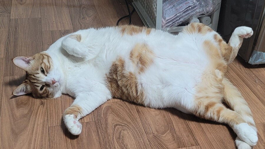 우리집 고냥이 구구콘 같아_5.jpg