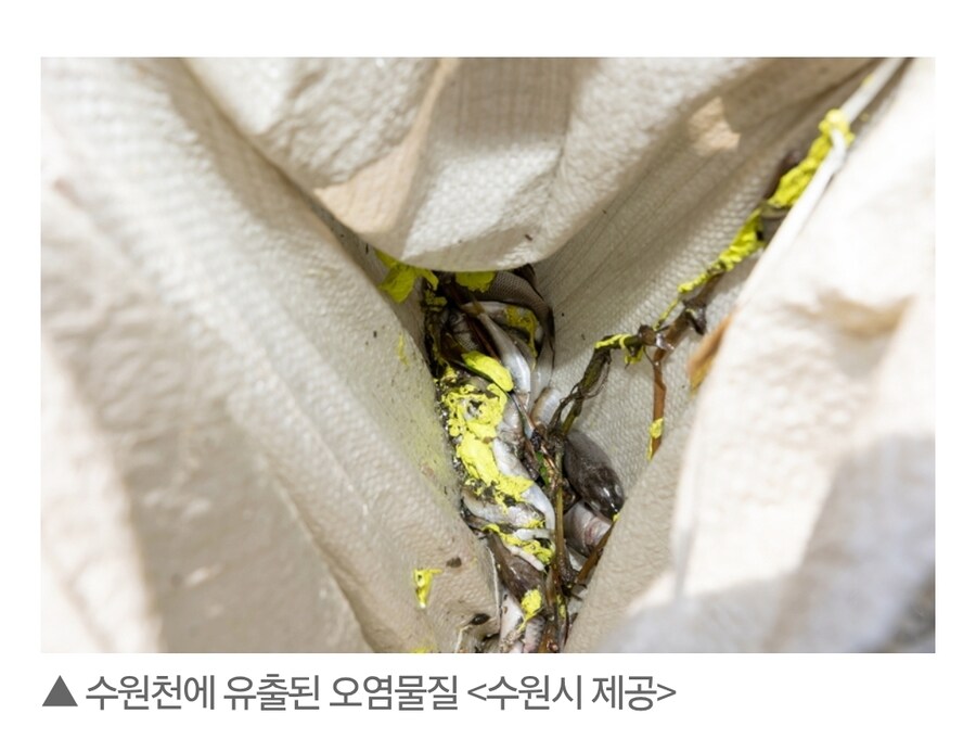 수원천 물고기 집단 폐사 원인....news_2.jpg