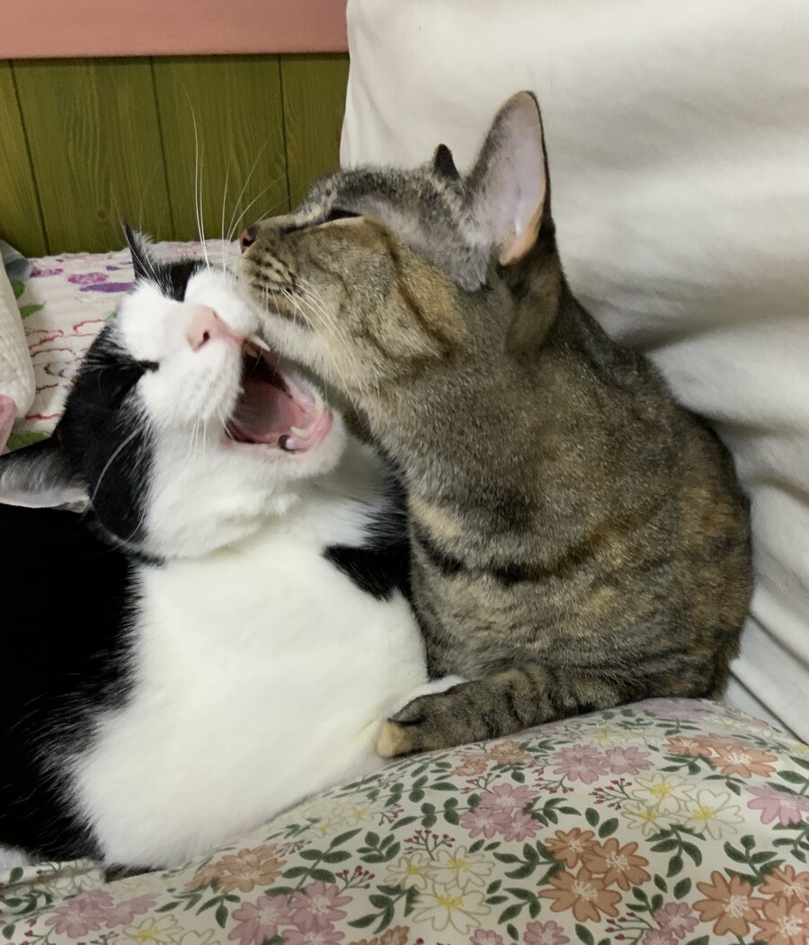 안약을 넣고 싶어하는 이상한 고양이_12.jpg