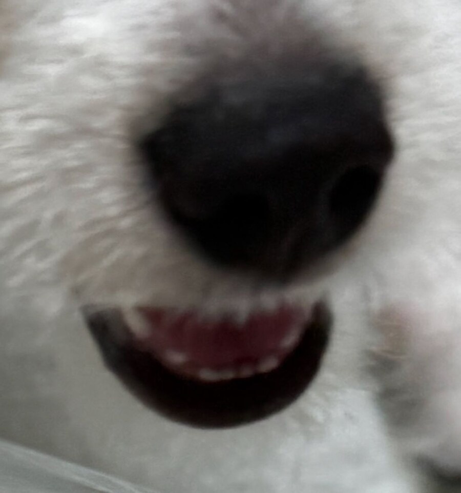 유치빠진 아기강아지_1.jpg