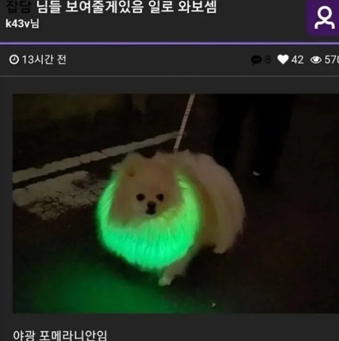 야광 포메리안_1.jpg