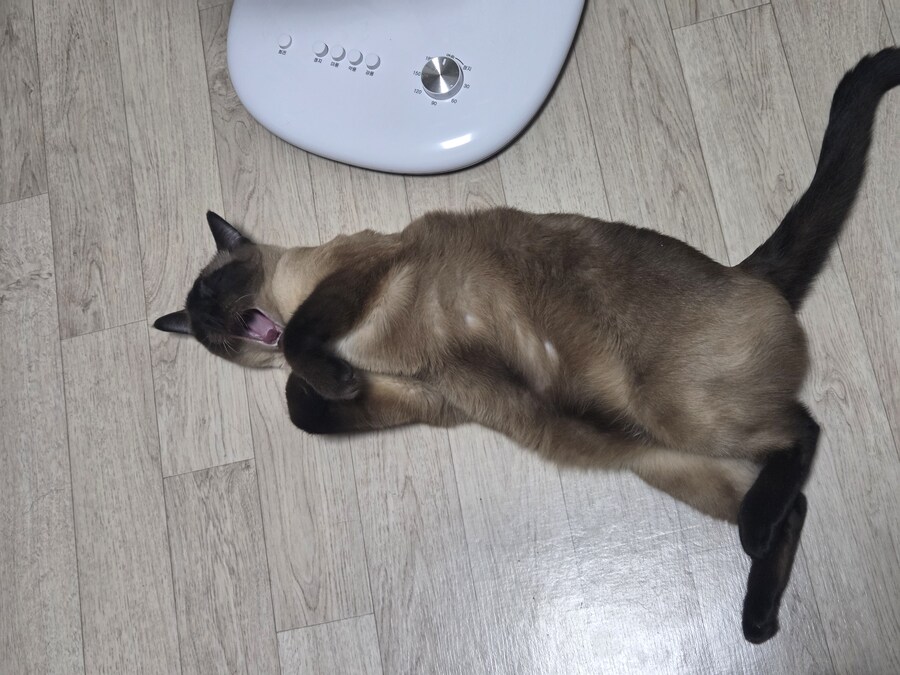 사람이나 고양이나 몸에 안좋은 것은 드럽게 잘먹네..._14.jpg