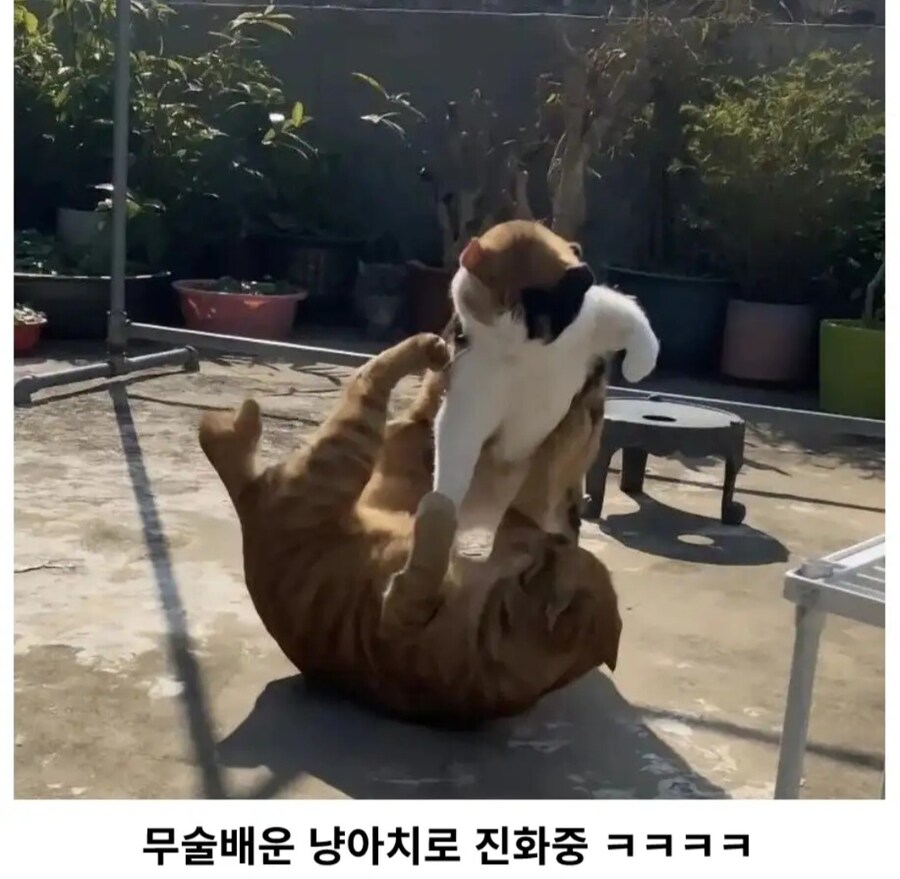 고양이에게 깝치면 안되는 이유_5.jpg