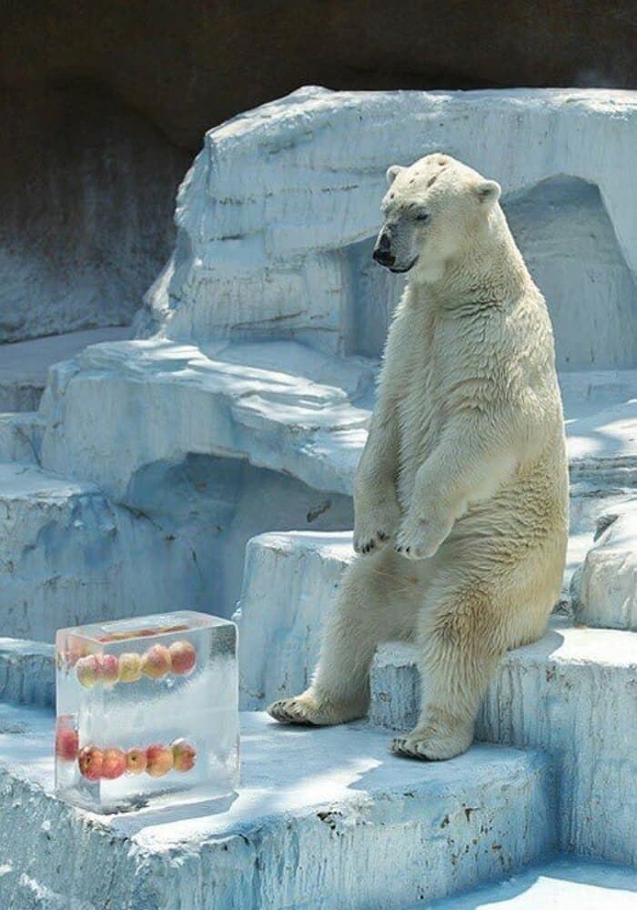 현타가 온 북극곰_1.jpg