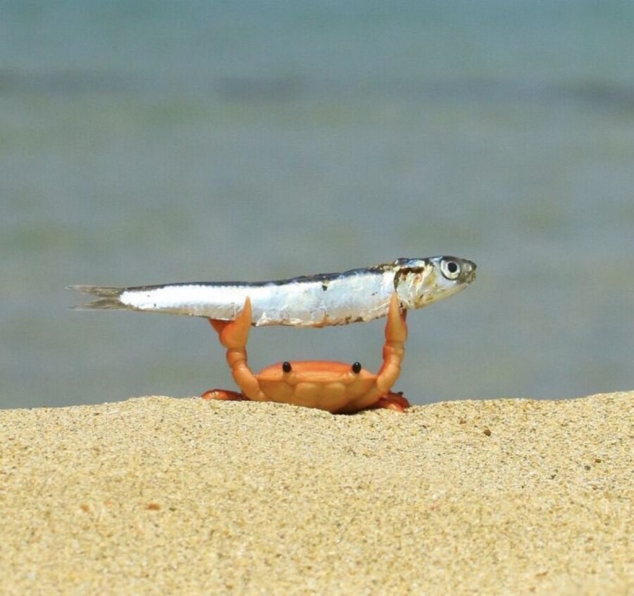 이거 죽은 게 사진임.jpg_2.jpg