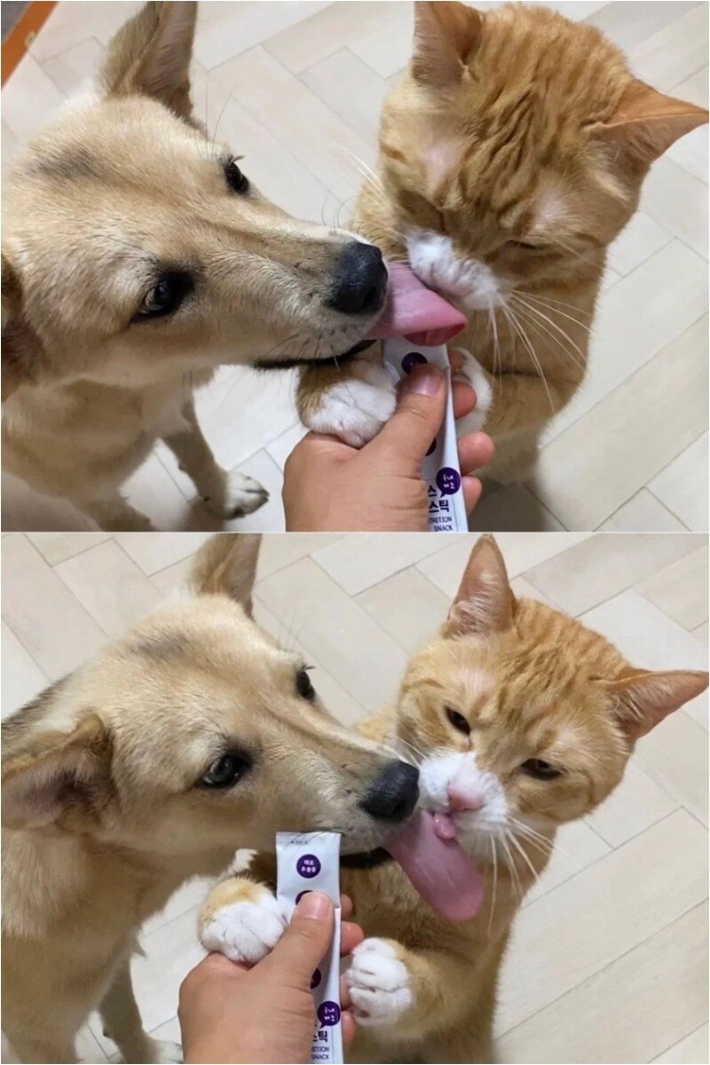 강아지와 고양이 혀 크기 차이_1.jpg