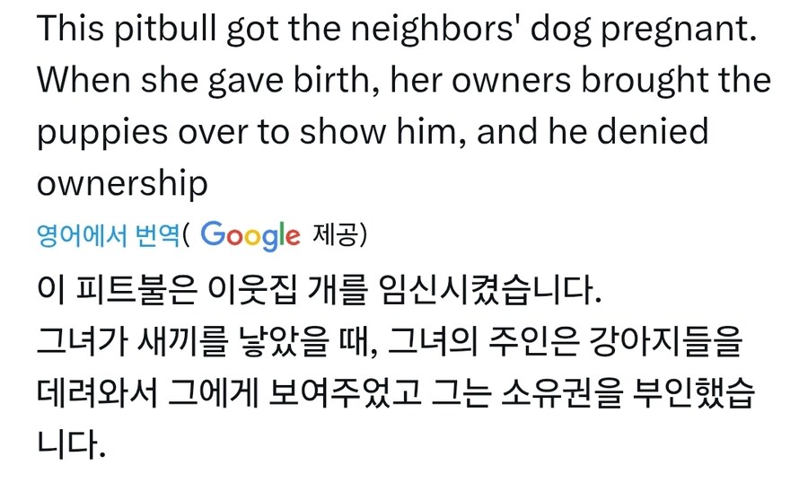 이웃집 개 임신시킨 핏불_1.jpg