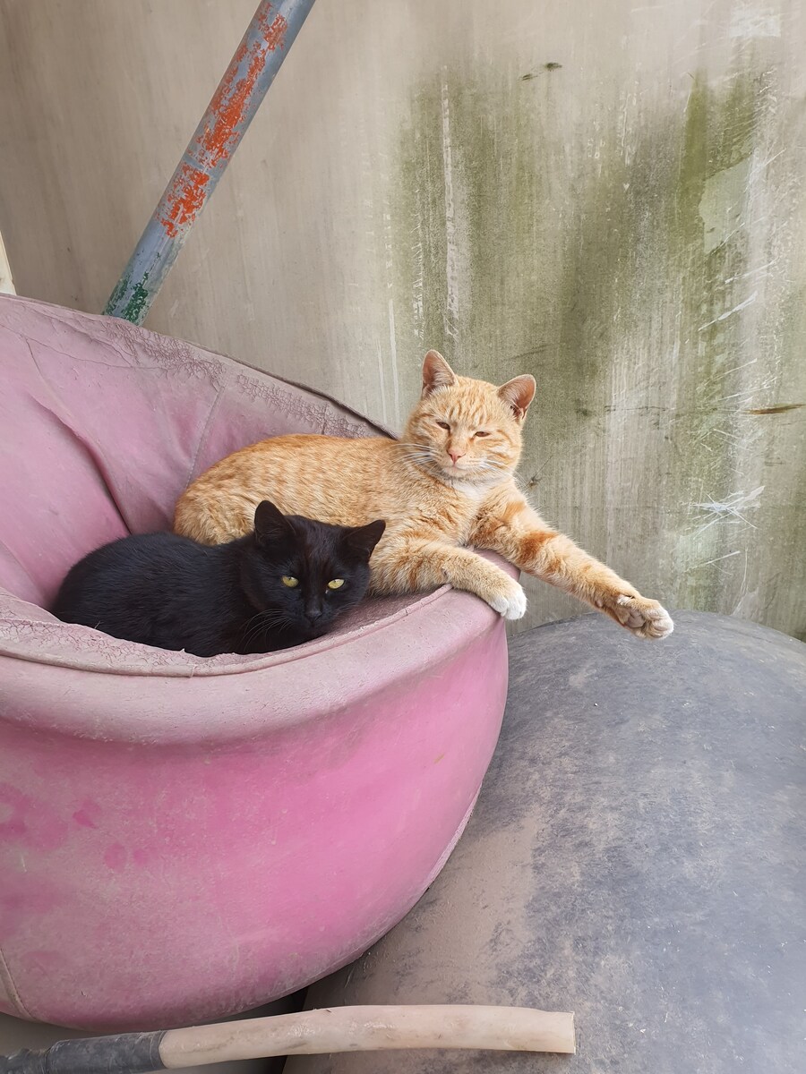 일터에 밥 먹으러 오는 고양이 2_1.jpg