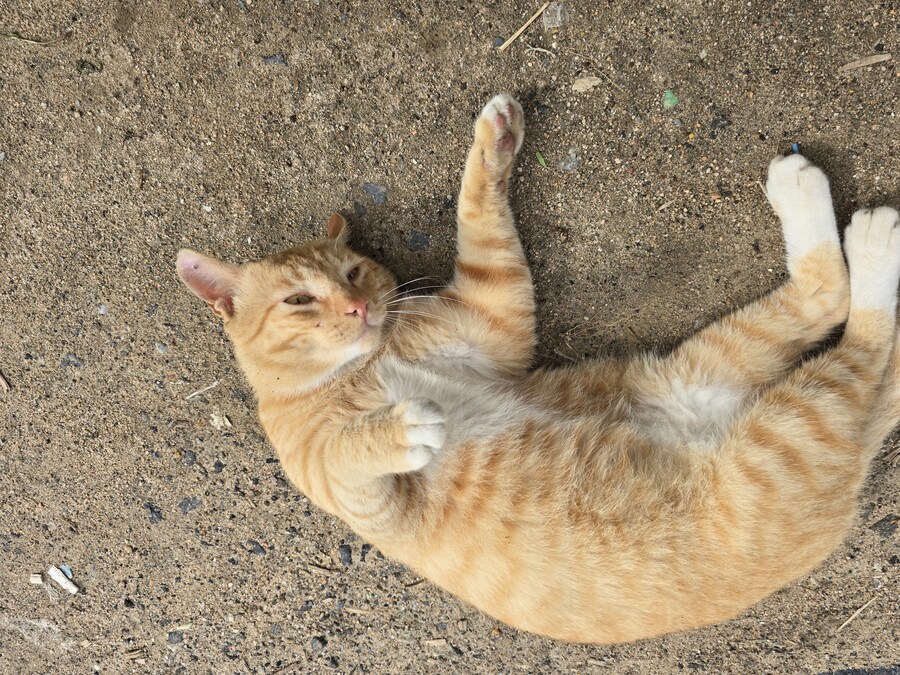 일터에 밥 먹으러 오는 고양이 2_8.jpg