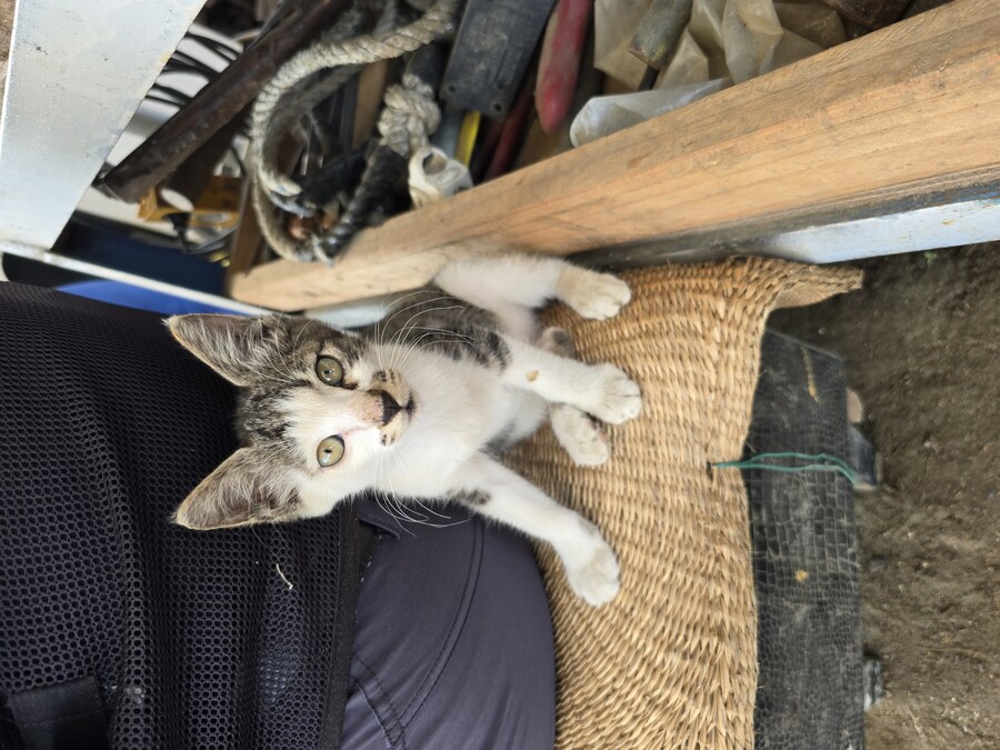 일터에 밥 먹으러 오는 고양이 2_10.jpg
