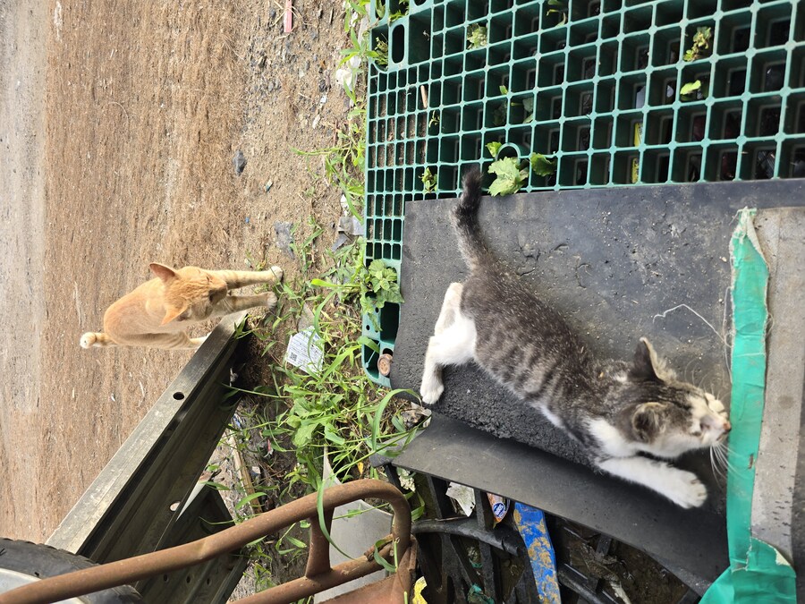 일터에 밥 먹으러 오는 고양이 2_11.jpg