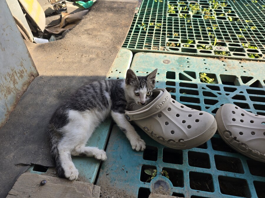 일터에 밥 먹으러 오는 고양이 2_12.jpg