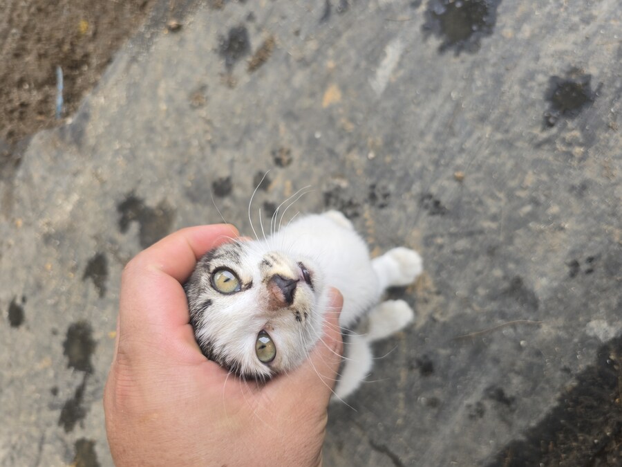 일터에 밥 먹으러 오는 고양이 2_13.jpg