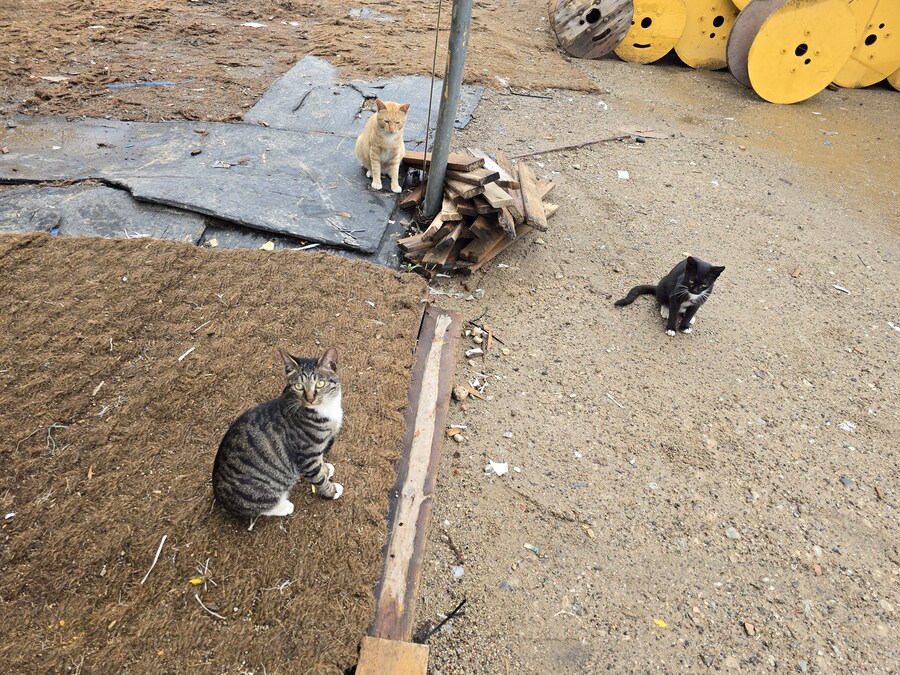 일터에 밥 먹으러 오는 고양이 2_15.jpg