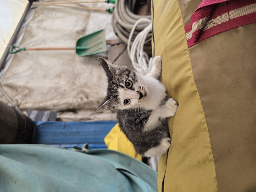 일터에 밥 먹으러 오는 고양이 2_16.jpg
