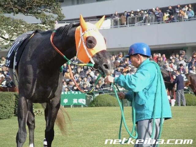 공식 말딸화 해줬으면 하는 경주마 TOP 30_5.png