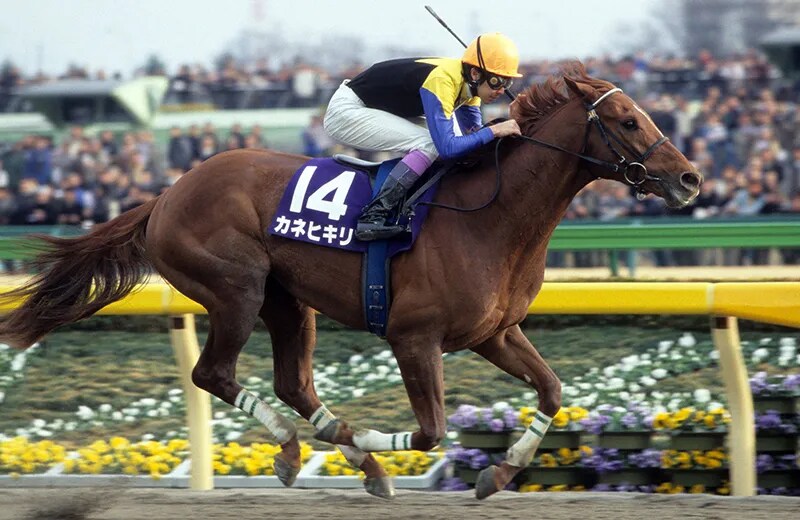 공식 말딸화 해줬으면 하는 경주마 TOP 30_6.png