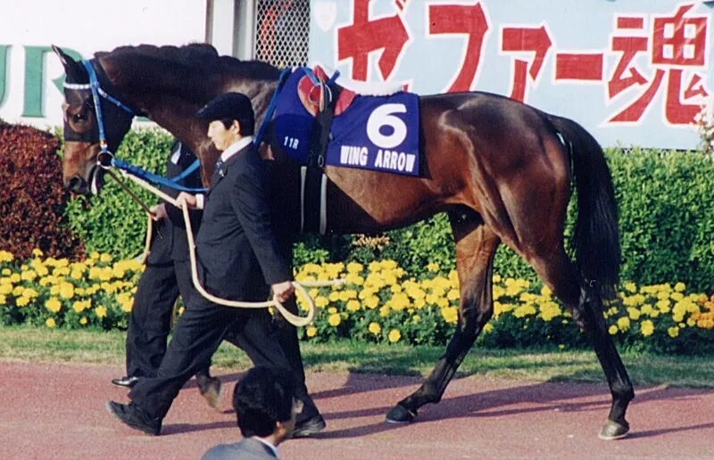 공식 말딸화 해줬으면 하는 경주마 TOP 30_16.png