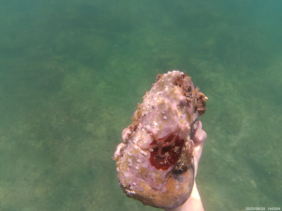 스압주의) 부산바다 스노클링 2탄_114.jpg