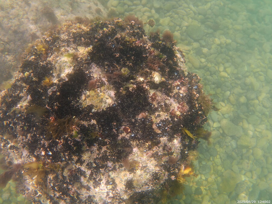 스압주의) 부산바다 스노클링 2탄_119.jpg