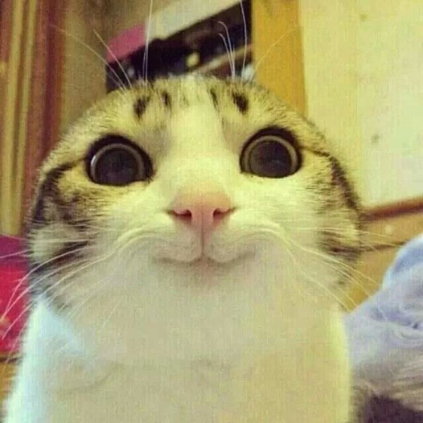 모닝 고양이_3.jpg