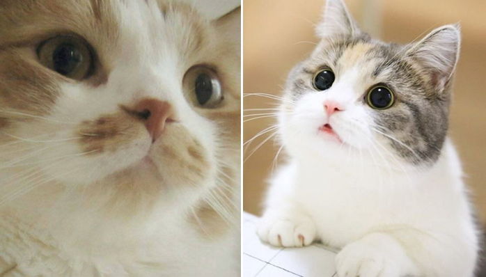 모닝 고양이_4.jpg