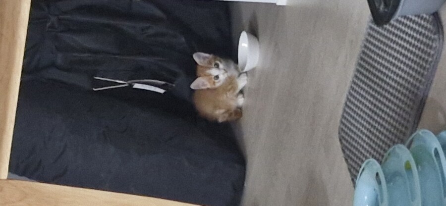 치즈 아깽이 팡이_2.jpg