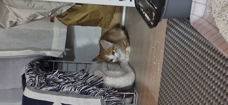 치즈 아깽이 팡이_4.jpg