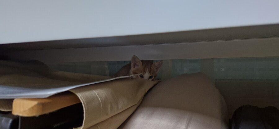 치즈 아깽이 팡이_9.jpg