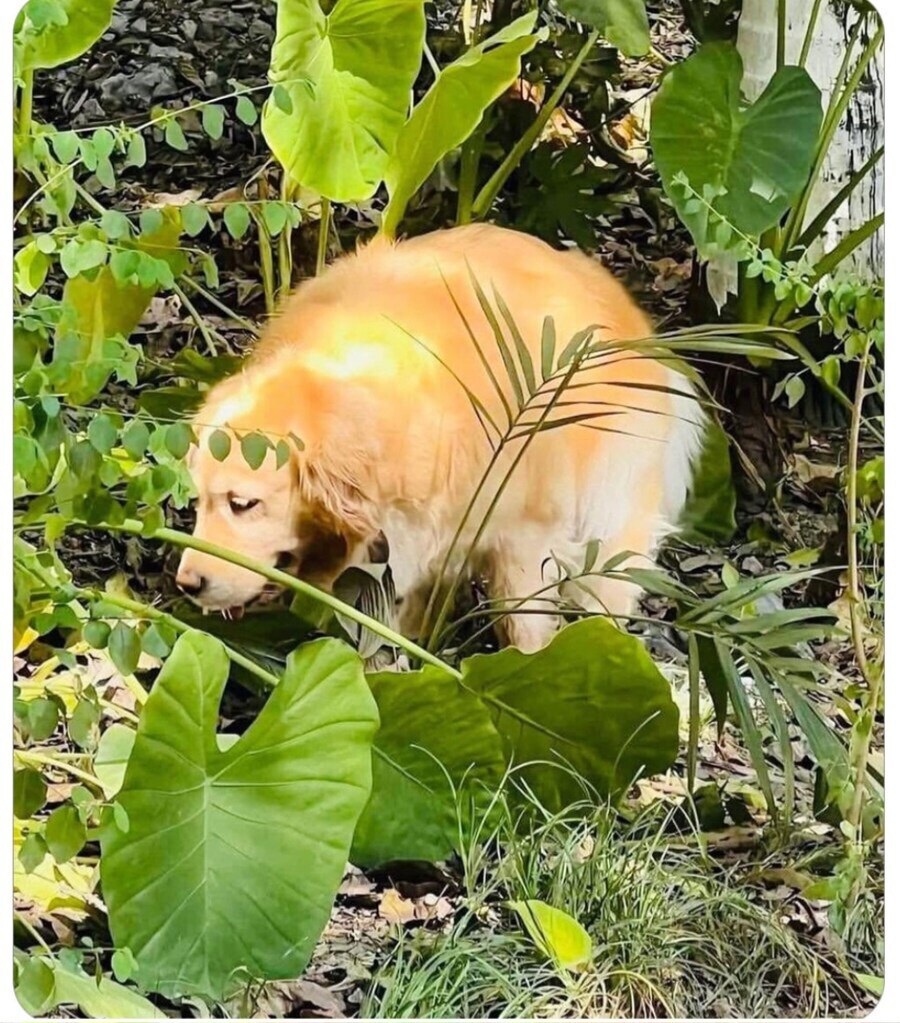 배변보고) 회사 화장실이 만원이네요.._1.jpg