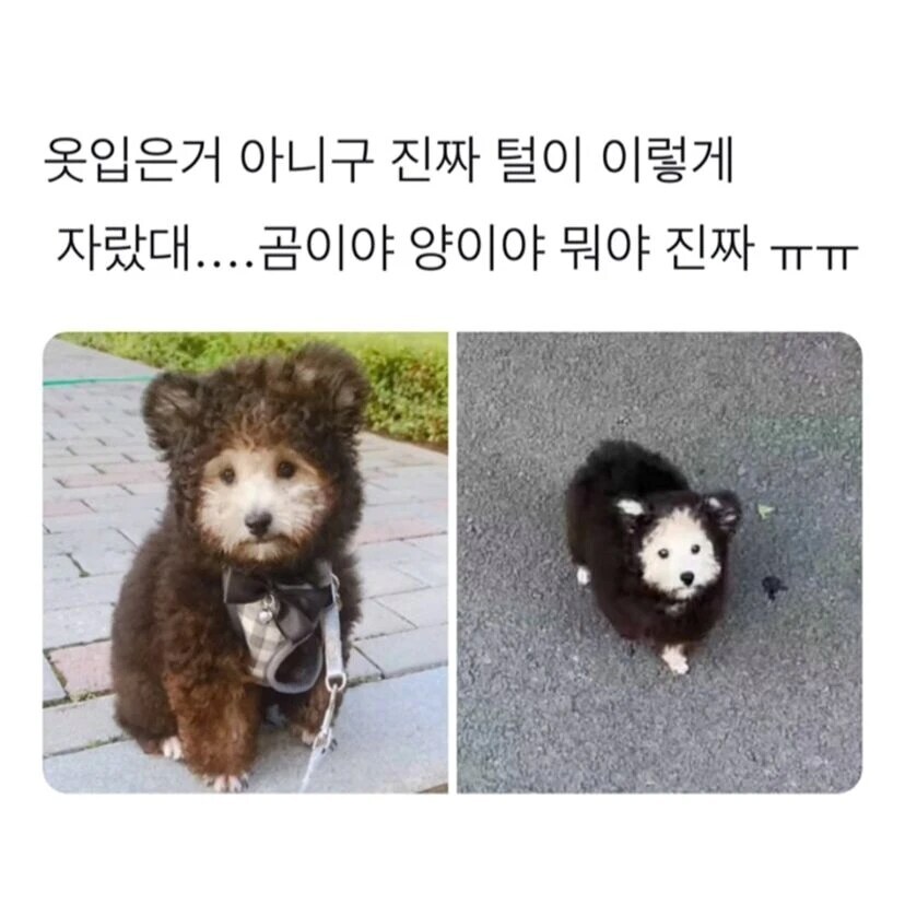 귀여운 옷입은 강아지?.jpg_1.jpg