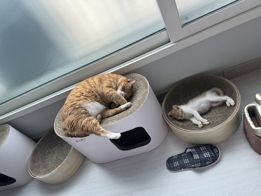줍고보니 개냥이_7.jpg